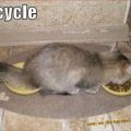 The Best Pics:  Position 90 in  - Funny  : Recycle-Cat