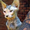 Die besten Bilder in der Kategorie tattoos: Tatowierte Katze - Tat Cat