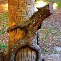 Die besten Bilder in der Kategorie natur: Baum umarmt Baum - Tree Huger