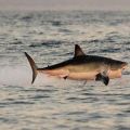Die besten Bilder:  Position 33 in fische und meer - Weisser Hai im Sprung - flying Shark
