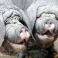 Die besten Bilder:  Position 391 in tiere - Faltige Schweine - Sauerei