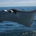 Die besten Bilder in der Kategorie fische_und_meer: fliegender Manta -