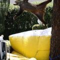 Die besten Bilder:  Position 103 in tiere - Bär Rettungsaktion von Baum - Bear Jumping