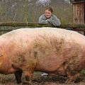 Die besten Bilder in der Kategorie tiere: Riesen Sau - Big Pork