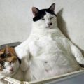 Die besten Bilder in der Kategorie katzen: Chef-Katze
