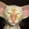 Die besten Bilder in der Kategorie katzen: Ohren-Katze