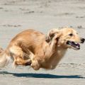 The Best Pics:  Position 45 in  - Funny  : Flying Dog
