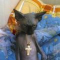 The Best Pics:  Position 125 in  - Funny  : Gangster-Katze