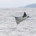 Die besten Bilder in der Kategorie fische_und_meer: Mantarochen fliegt übers Meer