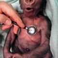 Die besten Bilder in der Kategorie tiere: Affenbaby - Gorilla