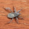 Die besten Bilder:  Position 24 in insekten - assassin-bug-Tarnung