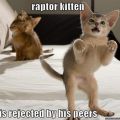 The Best Pics:  Position 118 in  - Funny  : katze, raptor