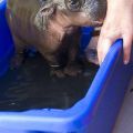 The Best Pics:  Position 7 in  - Funny  : Mini Baby Hippo