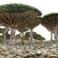 Die besten Bilder in der Kategorie natur: Dragons Blood Tree