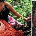 Die besten Bilder in der Kategorie natur: Größte Blüte der Welt - Rafflesias Flower