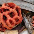 The Best Pics:  Position 248 in  - Funny  : Pilz: Red Cage Fungus