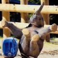 Die besten Bilder in der Kategorie tiere: Breakdance-Baby-Elephant