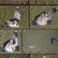 The Best Pics:  Position 85 in  - Funny  : Raubvogel rupft anderen Vogel
