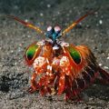 Die besten Bilder:  Position 25 in fische und meer - farbenfrohes Meeresgetier