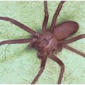 Die besten Bilder in der Kategorie spinnentiere: Brown-recluse-spider