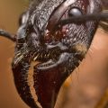 Die besten Bilder:  Position 90 in insekten - Bullet-Ant - Ameise