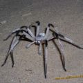The Best Pics:  Position 10 in  - Funny  : Cerbalus Spider - Spinne