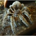 Die besten Bilder in der Kategorie spinnentiere: Chilean-rose-tarantula