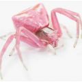 Die besten Bilder:  Position 79 in spinnentiere - Crap-Spider - Krabbenspinne