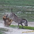 Die besten Bilder in der Kategorie tiere: Löwe checkt Zebra