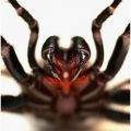 Die besten Bilder in der Kategorie spinnentiere: funnel web spider