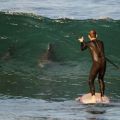 The Best Pics:  Position 211 in  - Funny  : Surfer mit Hai - Sharks