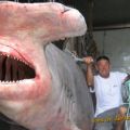 Die besten Bilder in der Kategorie fische_und_meer: Hammerheadshark - Hammerhai