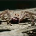 The Best Pics:  Position 76 in  - Funny  : huntsman-spider