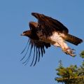 Die besten Bilder in der Kategorie voegel: Adler - Martial Eagle