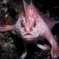 Die besten Bilder in der Kategorie fische_und_meer: pink hand fish