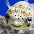 The Best Pics:  Position 52 in  - Funny  : Puffer Fish 