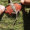 Die besten Bilder:  Position 53 in reptilien - Flug-Drachen-Eidechse - rare Dragon