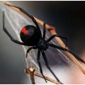 Die besten Bilder:  Position 67 in spinnentiere - Redback-Spider