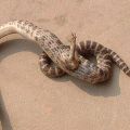 Die besten Bilder in der Kategorie reptilien: Schlange mit Fuß - Snake with Foot