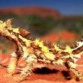 The Best Pics:  Position 56 in  - Funny  : Thorny Devil