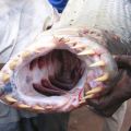 Die besten Bilder:  Position 143 in fische und meer - Tiger Fish Congo River