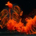 Die besten Bilder:  Position 96 in fische und meer - Transparent Animal - Rote Qualle