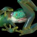 The Best Pics:  Position 10 in  - Funny  : Transparenter Frosch
