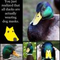 The Best Pics:  Position 60 in  - Funny  : Ducks actually wearing dog masks
