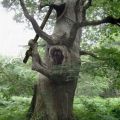 Die besten Bilder in der Kategorie natur: Baum-Kriege-Monster mit Streitaxt