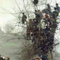 Die besten Bilder:  Position 57 in menschen - Die Menschen im Baum sind reif zur Ernte