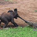 Die besten Bilder in der Kategorie tiere: Krokodil schnappt sich Baby-Elefanten-Rüssel - Crocodile vs Elephant