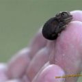 The Best Pics:  Position 39 in  - Funny  : Baby-Chameleon - ist wohl ein Frühchen
