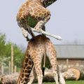 Die besten Bilder:  Position 35 in tiere - Giraffen-Bock-Springen