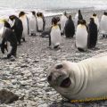 The Best Pics:  Position 70 in  - Funny  : Robbe Photobombing